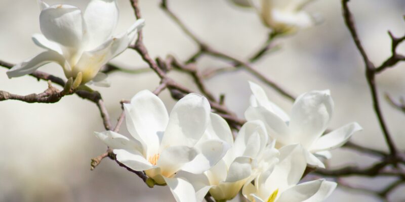 Magnolia Thailand